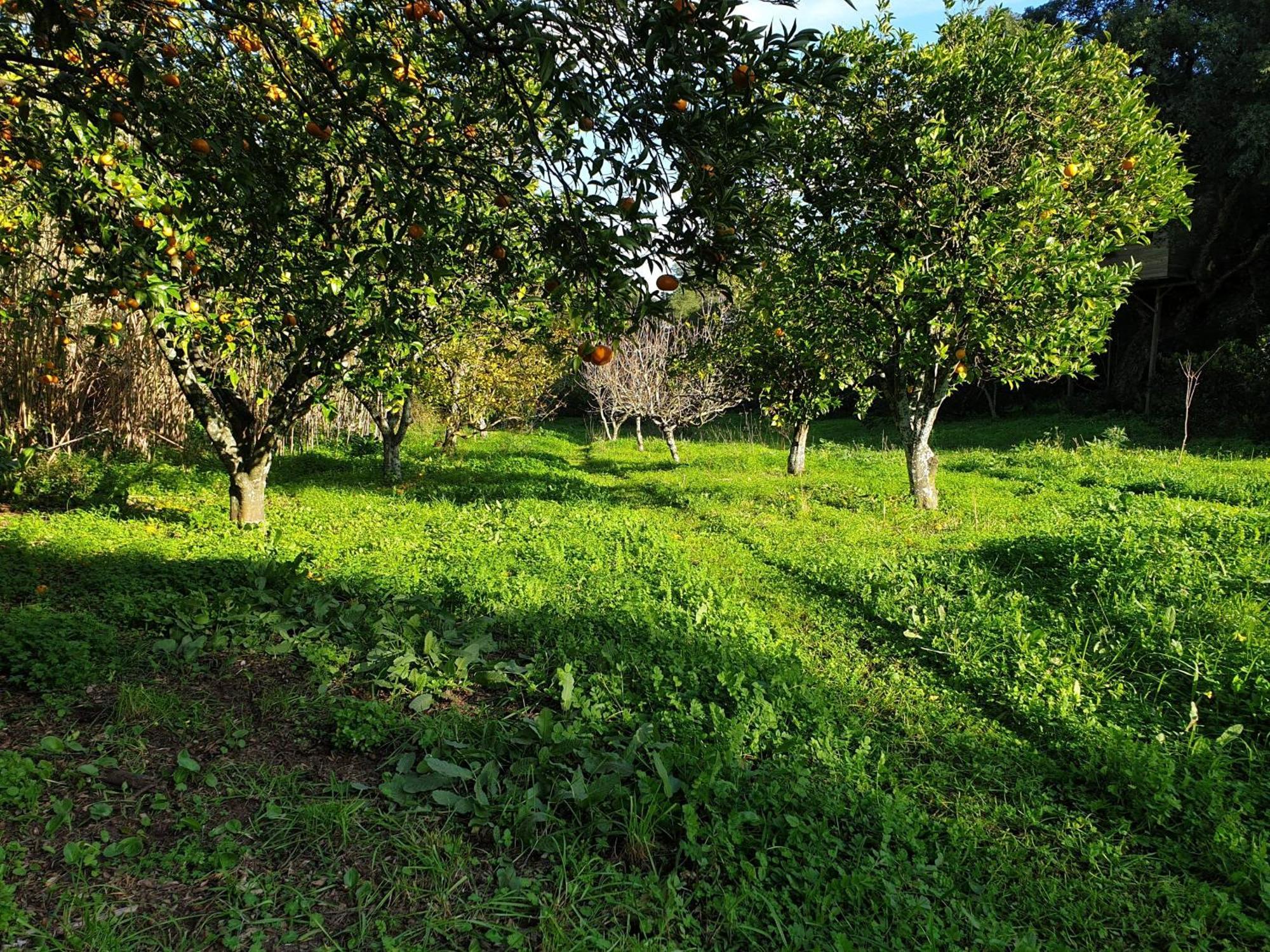 Quinta De Sao Pedro Villa Sobreda Exterior foto